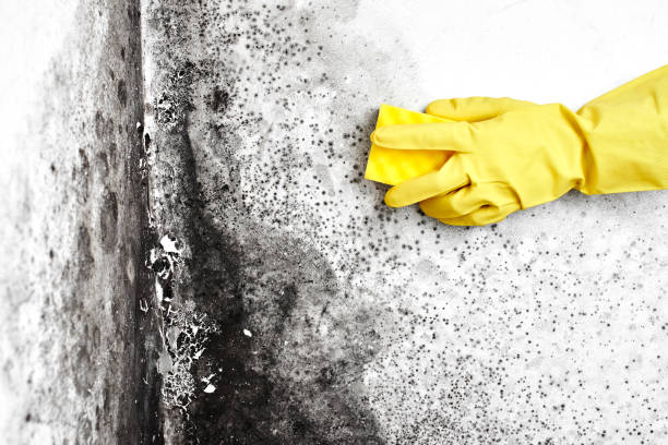 Best Basement Mold Remediation in Stevensville, MI