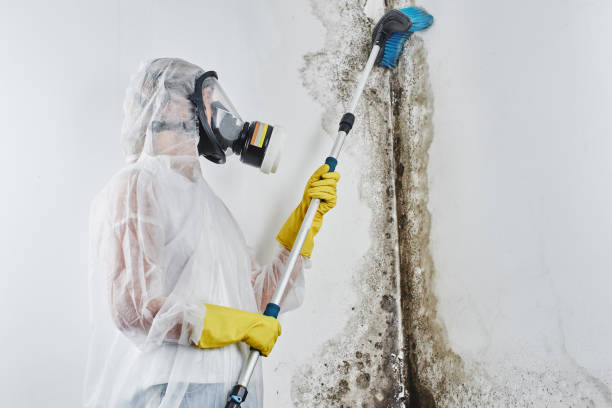 Best Black Mold Remediation in Stevensville, MI