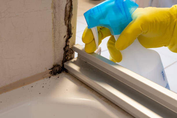 Best White Mold Remediation in Stevensville, MI