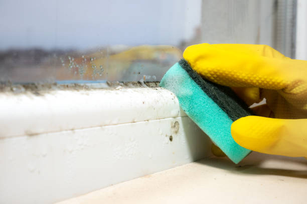 Best DIY Mold Remediation Support Services in Stevensville, MI
