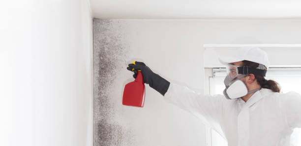 Best Industrial Mold Remediation in Stevensville, MI
