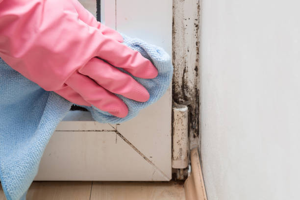 Professional Mold Remediation in Stevensville, MI