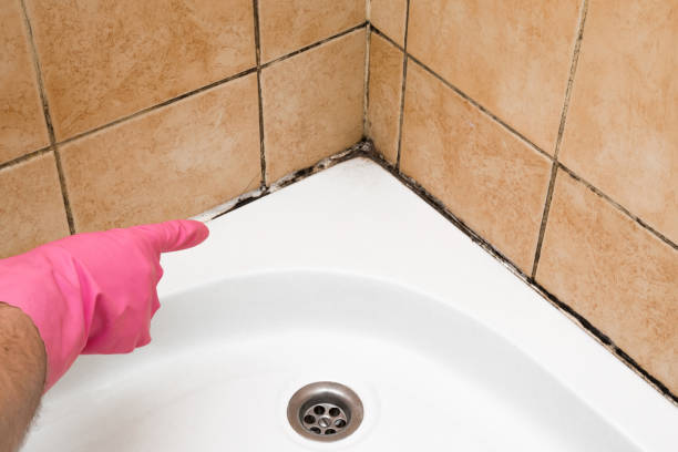 Best Kitchen Mold Remediation in Stevensville, MI